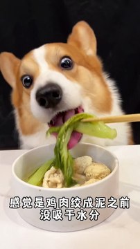 Dogs eat corgis eat chicken balls and rough noodles Adorable breeder The cutest dog Pet debut plan_