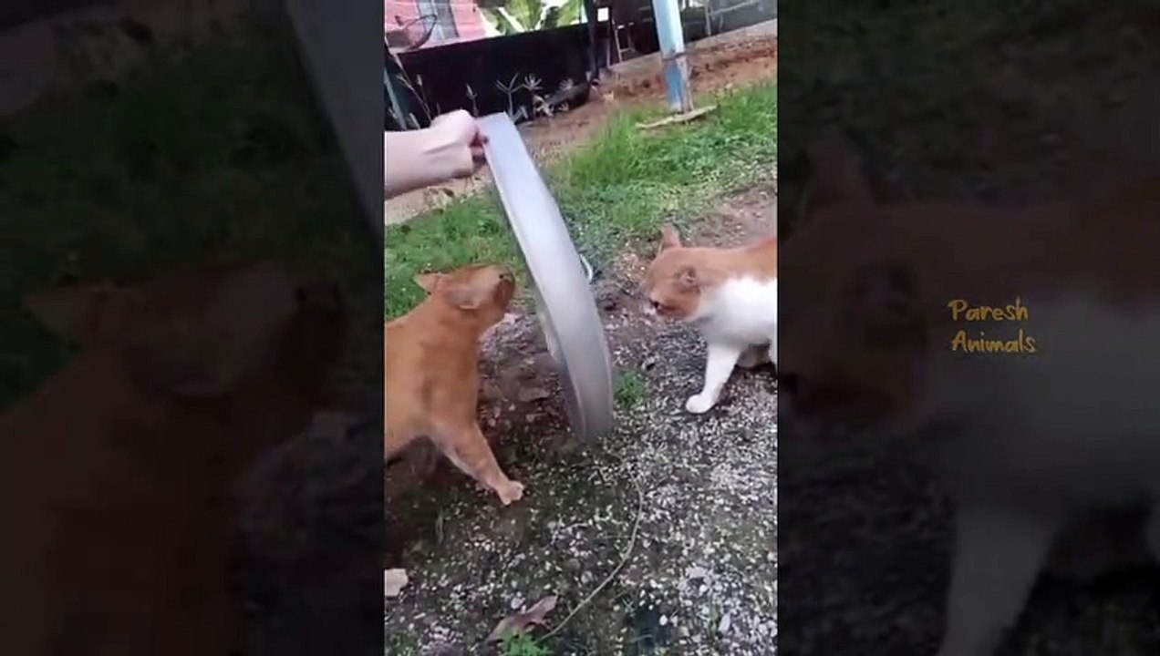 Funny Cat Videos Compilation #8 Best Of The 2023 Animal Videos