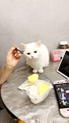 Has the cat played such a game while eating?