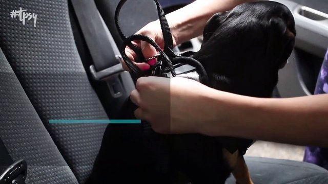 Tips and Tricks When Traveling With Pets For The Upcoming Summer Travel Months