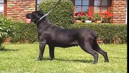 Dogo Argentino Cane Corso American Bulldog video frances