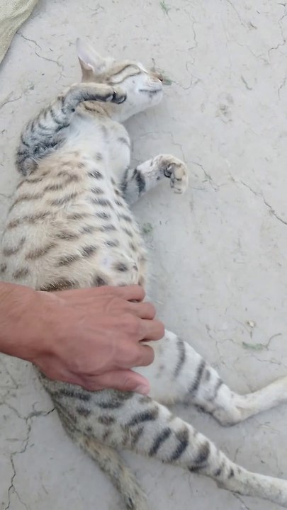 cats viral Shorts | funny cute animals cats | cats playing | cats meowing