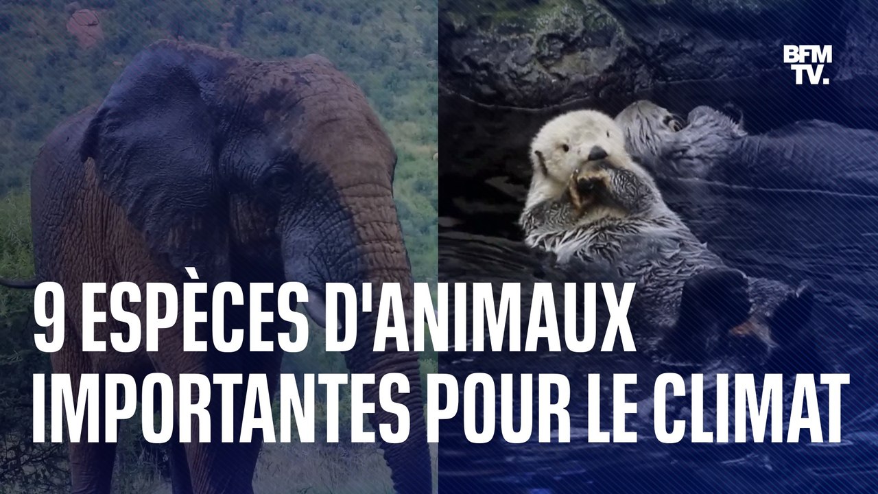 Loutres, bisons et éléphants: ces animaux sauvages qui nous aident à lutter contre le réchauffement climatique