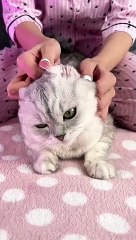 Silly Squirrels: Nutty Antics and Acorn Adventures