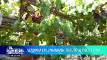 Vendimia en Lunahuaná: tributo y celebración por cosecha de uvas para pisco y vino