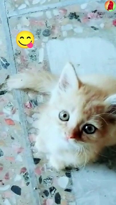 Funny Cats Jumping Perfect style