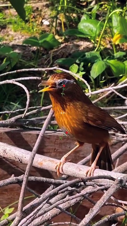 Birds