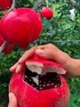 Farm Fresh Ninja Fruit  Tik Tok China  (Oddly Satisfying Fruit Ninja)You've Never see Of it#2022