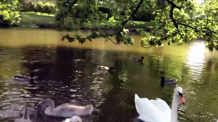 Bébés cygnes trop mignons (3-3) HD