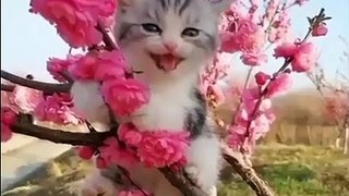 Kittens funny moments