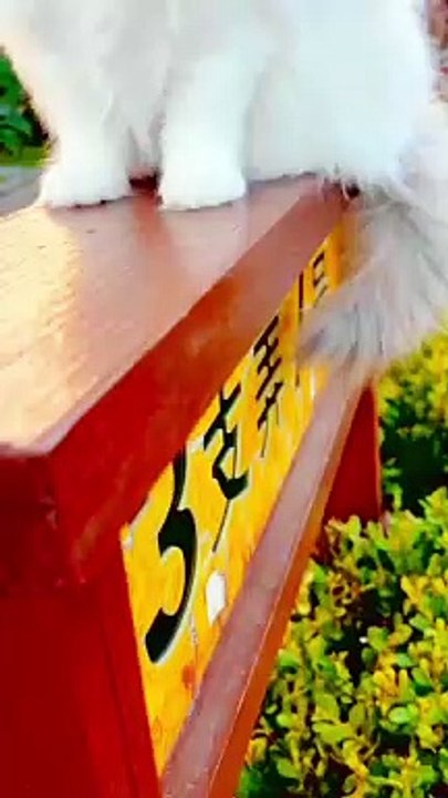 Beautifull cat