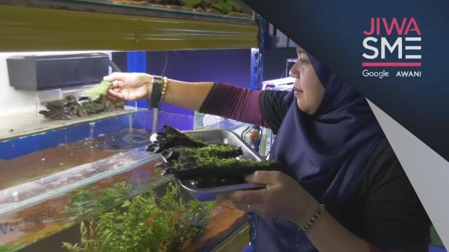 Jiwa SME: Media sosial tingkat minat terhadap landskap akuarium