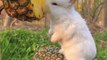 Cute Rabbit is eating Pineapple, Funny rabbit, Beautiful Rabbit