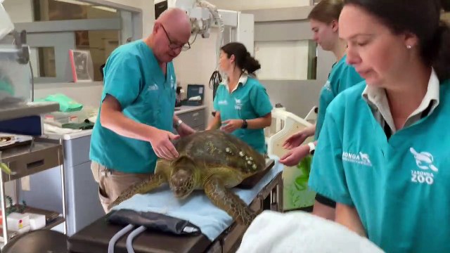 Lake Macquarie turtle ingests seven hooks | Newcastle Herald | April 4 2023