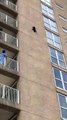 A raccoon jumps from a 20-metre building   Un raton laveur saute d'un immeuble de 20 mètres