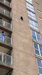 A raccoon jumps from a 20-metre building   Un raton laveur saute d'un immeuble de 20 mètres