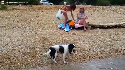 Une chienne Cavalier King Charles qui nage aussi bien que Laure Manaudou