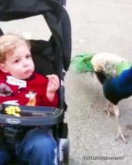 Funny Baby and Animals Playing Together - Baby and Pets Video