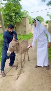 Baba Ne Gadhy Ko Insaan Bana Diya funny video| banana Pranks | comedy videos| funny videos | comedy movies | comedy drama | latest video | Top video on Dailymotion | top videos |