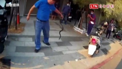 高雄鬧區1.5公尺長眼鏡蛇 悠哉鑽進轎車內（讀者提供）