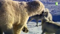 Des ours polaires jouent avec des chiens huskies