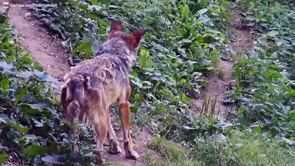 Loups qui courent et jouent dans la nature
