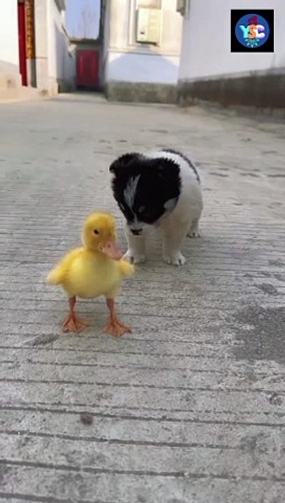 Cute animal play 55
