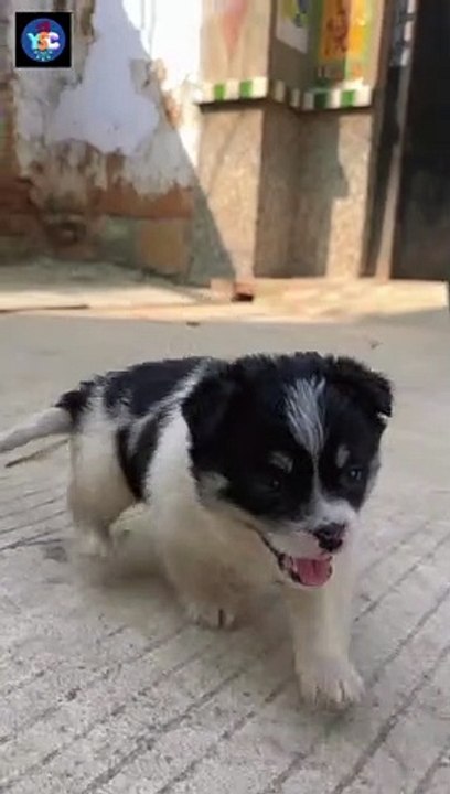 Cute animal play-59
