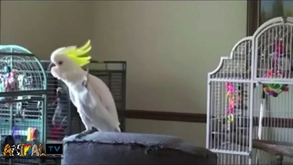 Top Best Funny Animals Video   Best of Dancing Animals Epic Compilation