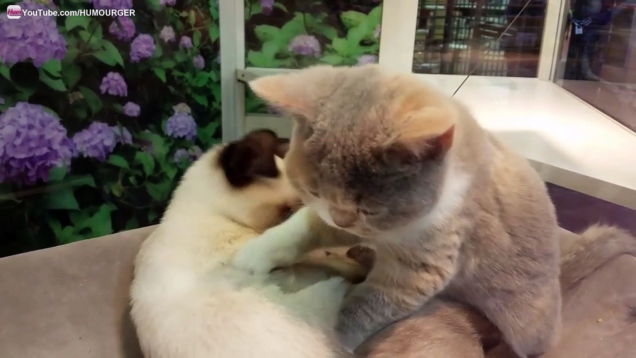 Chaton qui en masse un autre