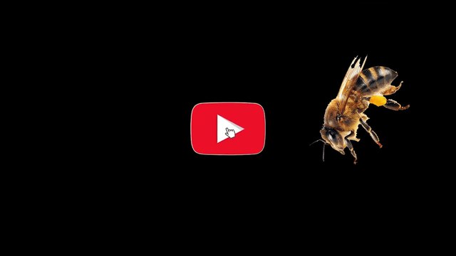 Bee Hive In Adobe Illustrator CC | Bee Honey