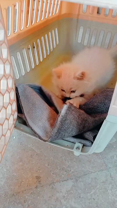 Cute kitty