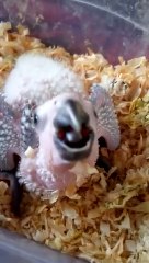 Cute Grey Parrot Baby