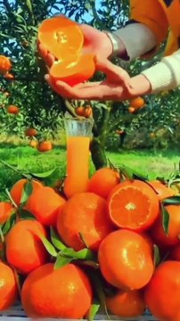 Awesome Fruits and Ninja Cutting ! Unique Fruit Around the World ! China Fresh Fruits ! Fruit Farm ! Amazing And Delicious Fruit ! World's Best Fruit Farm !