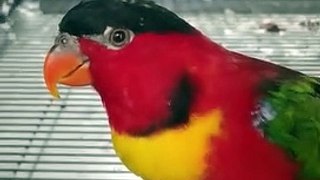 Yellow Bibbed Lory Parrot