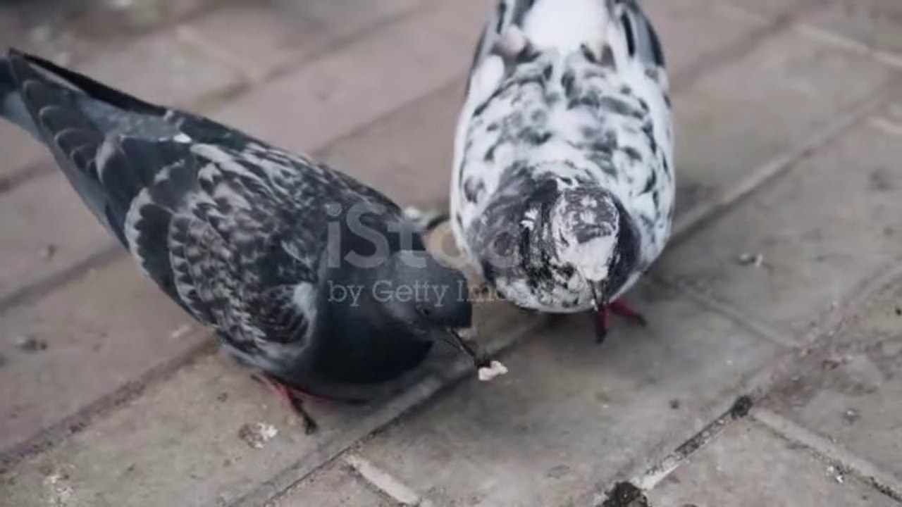 pegeon