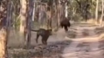 नर्मदापुरम: बायसन का शिकार करते दिखा बाघ, पूरे जंगल में लगवाई दौड़,वीडियो वायरल