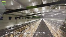 Layer Chicken Cage Design and Modern Layer Breeding Technology - Layer Farming in China
