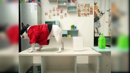 Baby Dogs - Cute and Funny Dog Videos Compilation