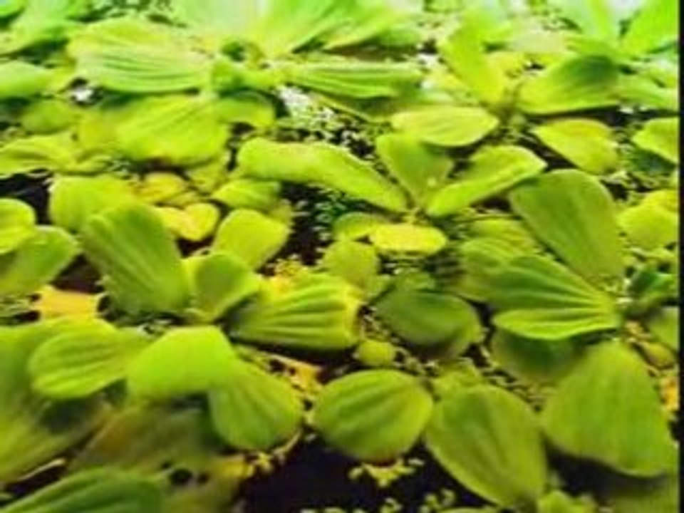 Laitue d'eau