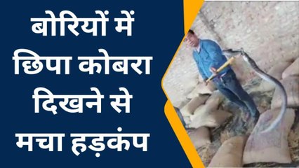 इटावा: 5 फीट लंबा जहरीला सांप निकलने से मचा हड़कंप, देखें रेस्क्यू का लाइव वीडियो