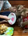 monkey eating dinner with my friend in Philippines  #shorts #viral | kamran desi life