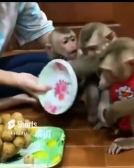 monkey eating dinner with my friend in Philippines  #shorts #viral | kamran desi life