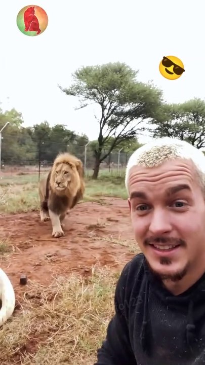 Lion getting angry