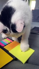 Silly Cat Thinks Drawing Is Real