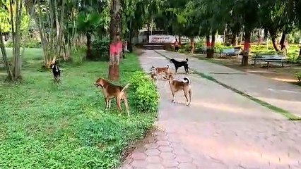 दर्जनों आवारा श्वानों के समूह से बड़ों व बच्चों में दहशत