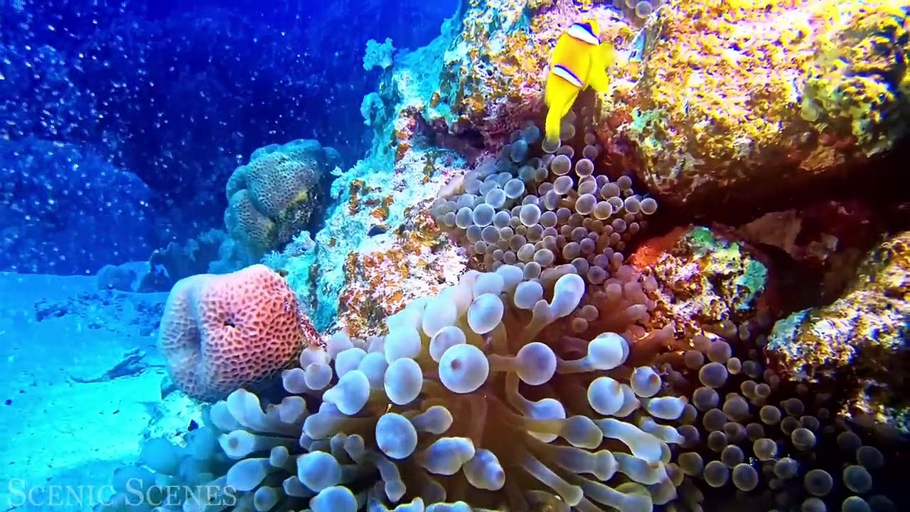 Underwater World 4K - Incredible Colorful Ocean Life  Marine Life  Scenic Relaxation Film-J2UK7kRNRmY-720p
