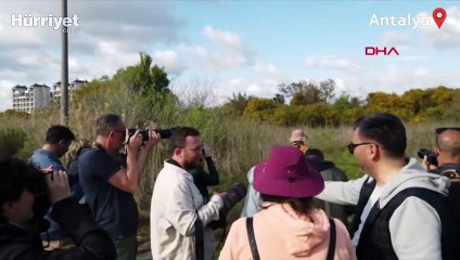 Antalya'da kuş göçü... 3 günde 130 tür görüntülendi