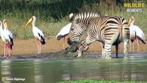 45 Magnificent Moments Wild Animals Hunting & Chasing Moments