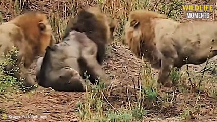 45 Pitiful Moments Lion King Live Their Last Minutes - Wildlife Moments